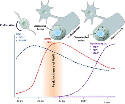 Oligodendrocyte Development and Implication in Perinatal White Matter Injury